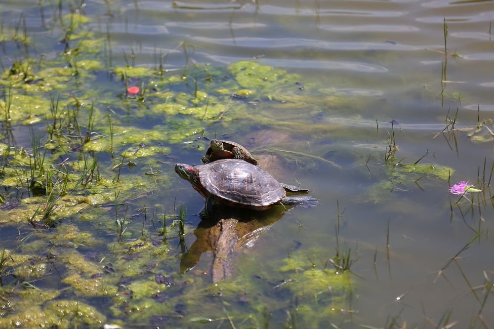 Photograph by Mohammadreza Majlesifar