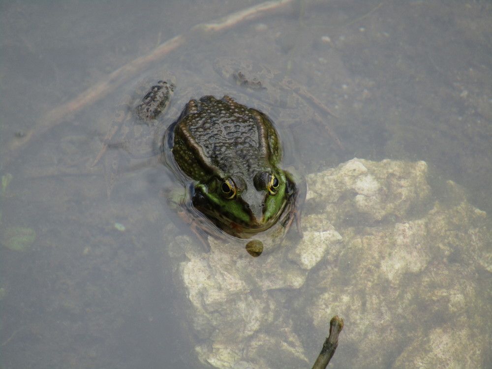 Photograph by Darko Milojevic