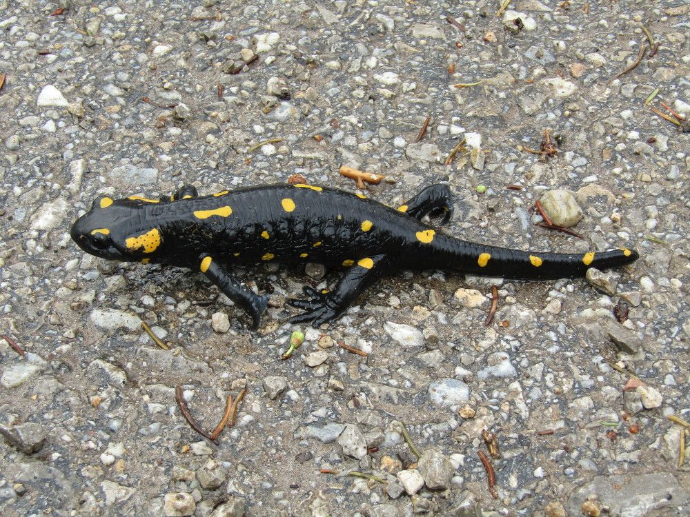 Photograph by Darko Milojevic