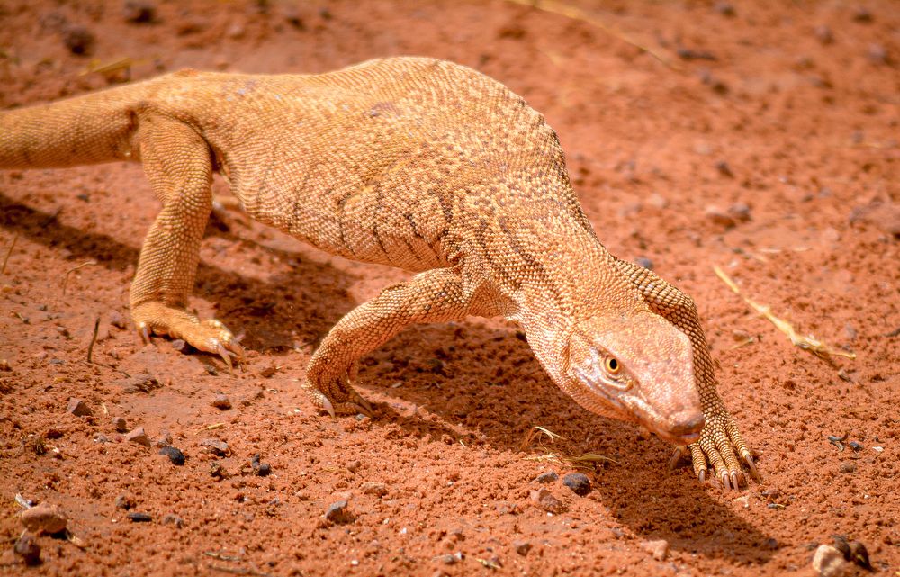 Photograph by Bachir Rabouh