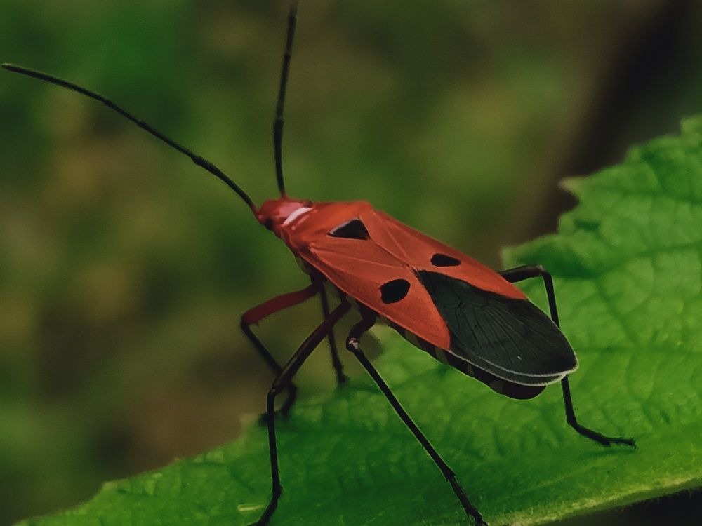 Photograph by Mark Malicdem