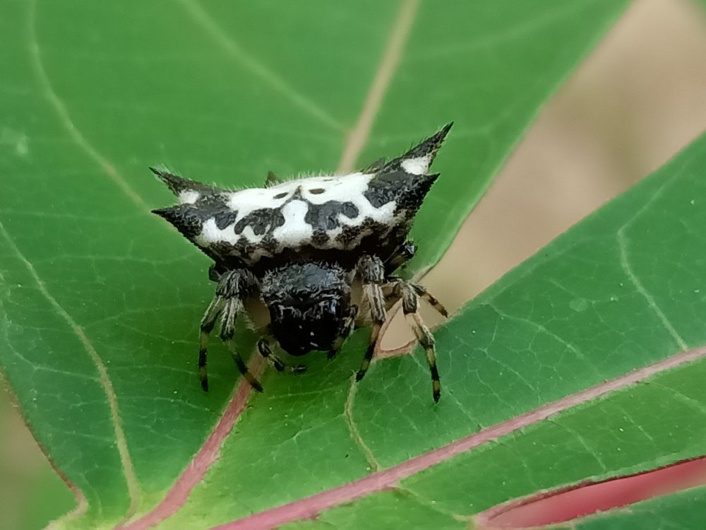 Photograph by Mark Malicdem