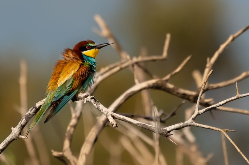 Фотография автора Adam Horvath