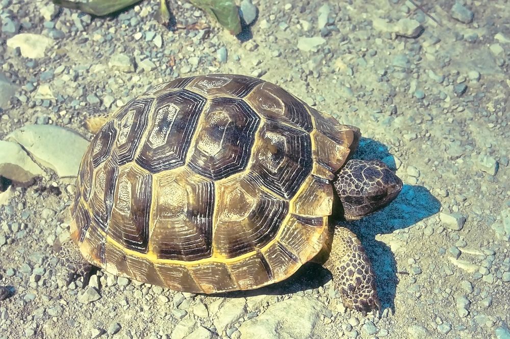 Photograph by Roman Popov