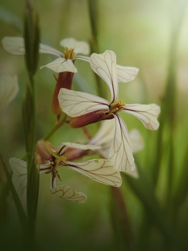 Photograph by Hannah Surji