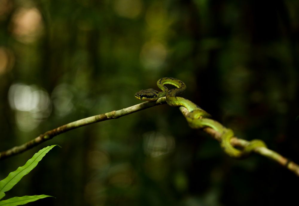 Photograph by SAMAN HALLOLUWA