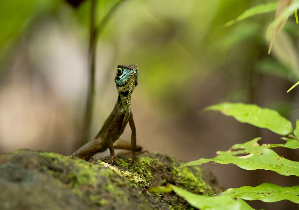 Photograph by SAMAN HALLOLUWA