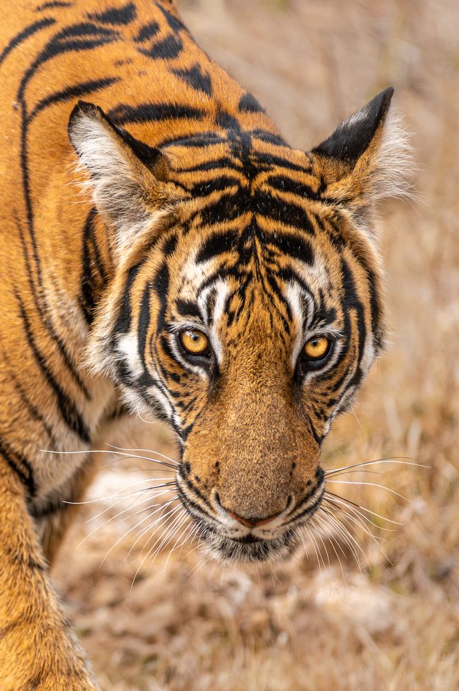 Photograph by sai ganesan