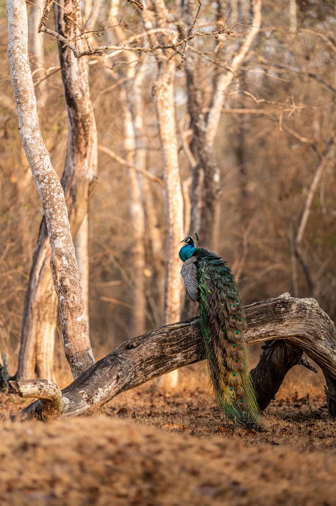 Photograph by sai ganesan