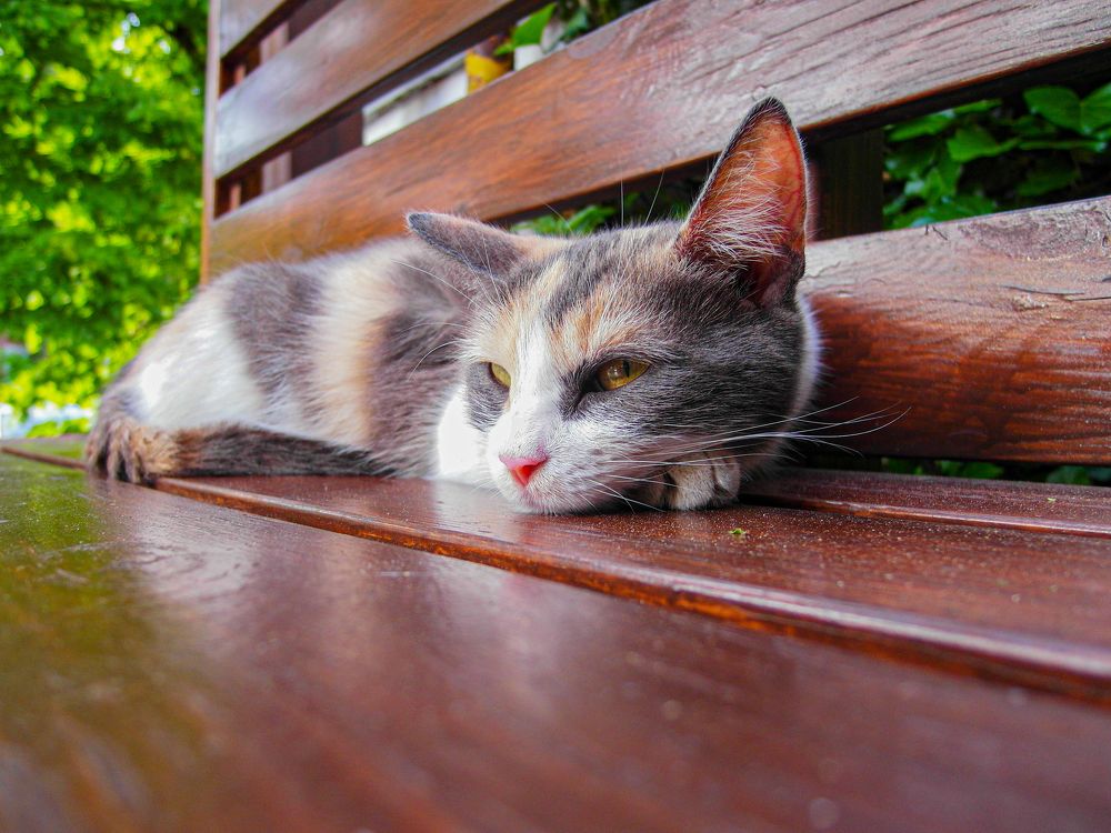 Photograph by Всеволод Маслов