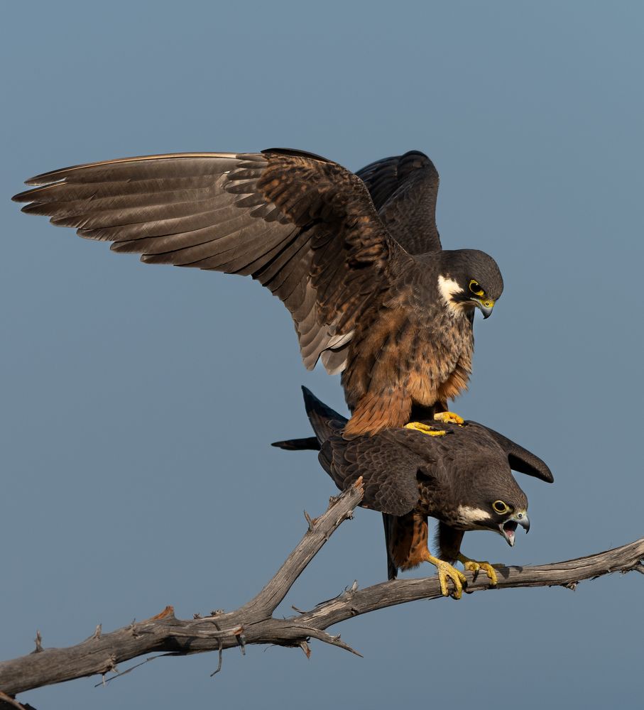 Фотография автора Adam Horvath