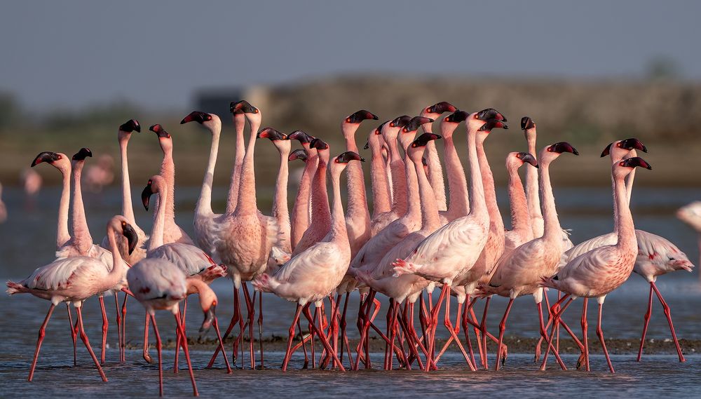 Photograph by Gurvinder Chhabra