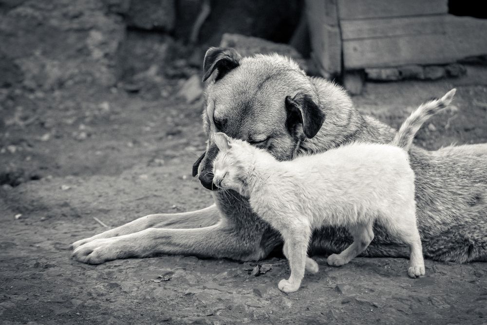 Photograph by Алексей Стариков (AlexOldmanPhoto)