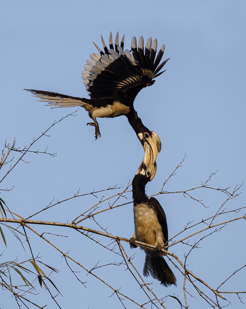 Фотография автора SRIRAM REDDY