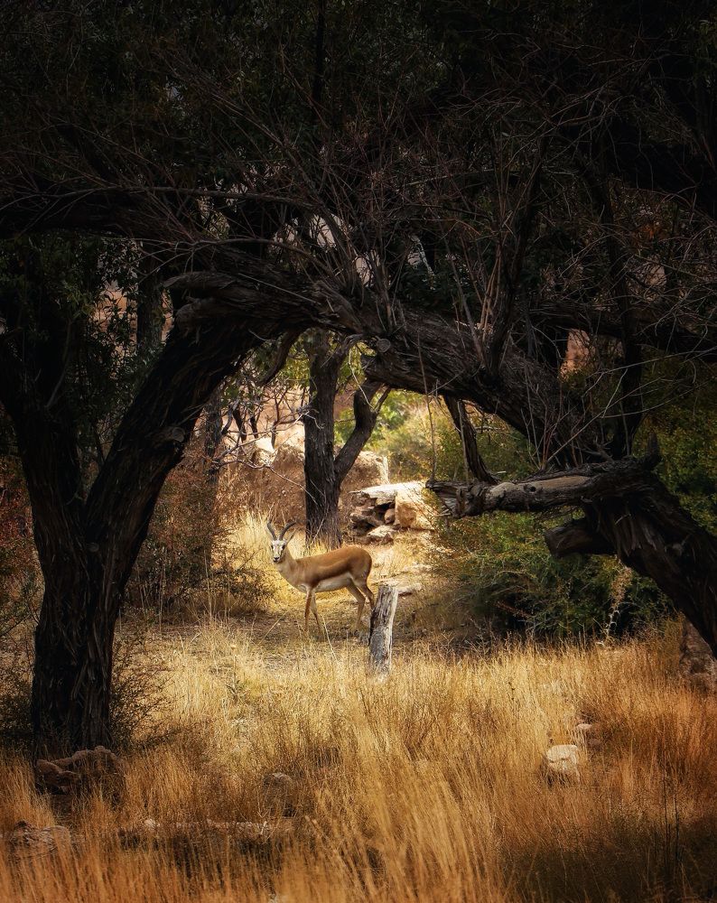 Photograph by Hamide Jafari