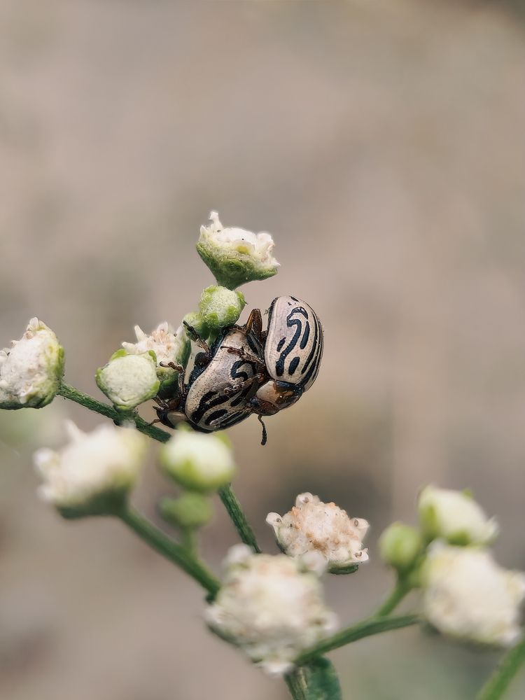 Insects love