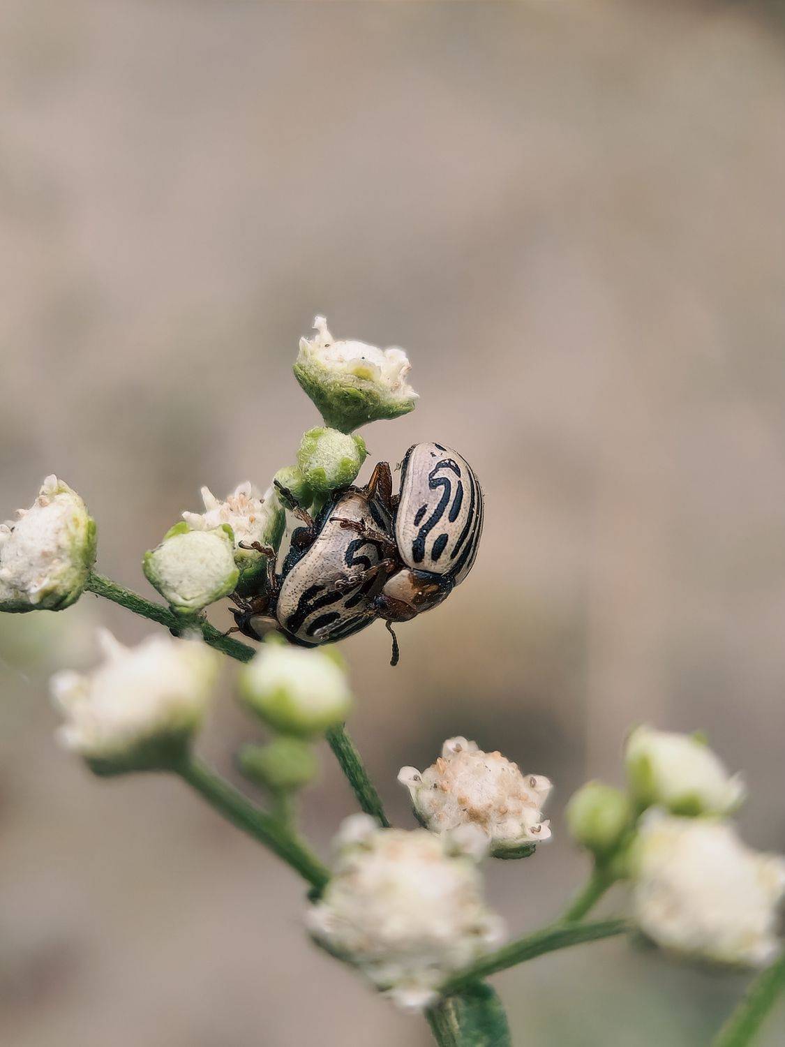 Insects love