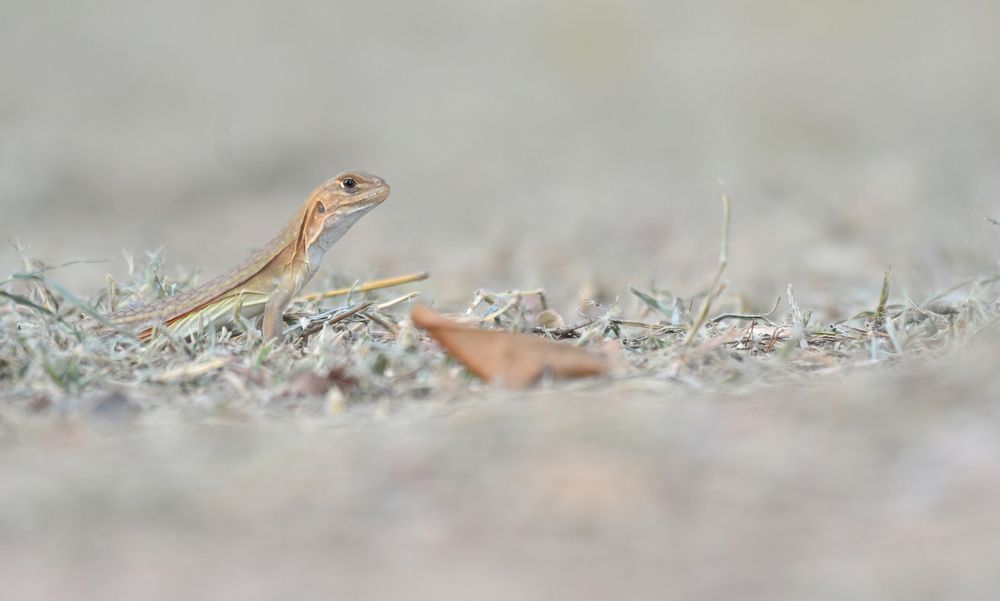 Photograph by Taiteep