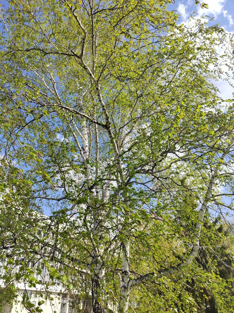 Photograph by Елена Аверьянова