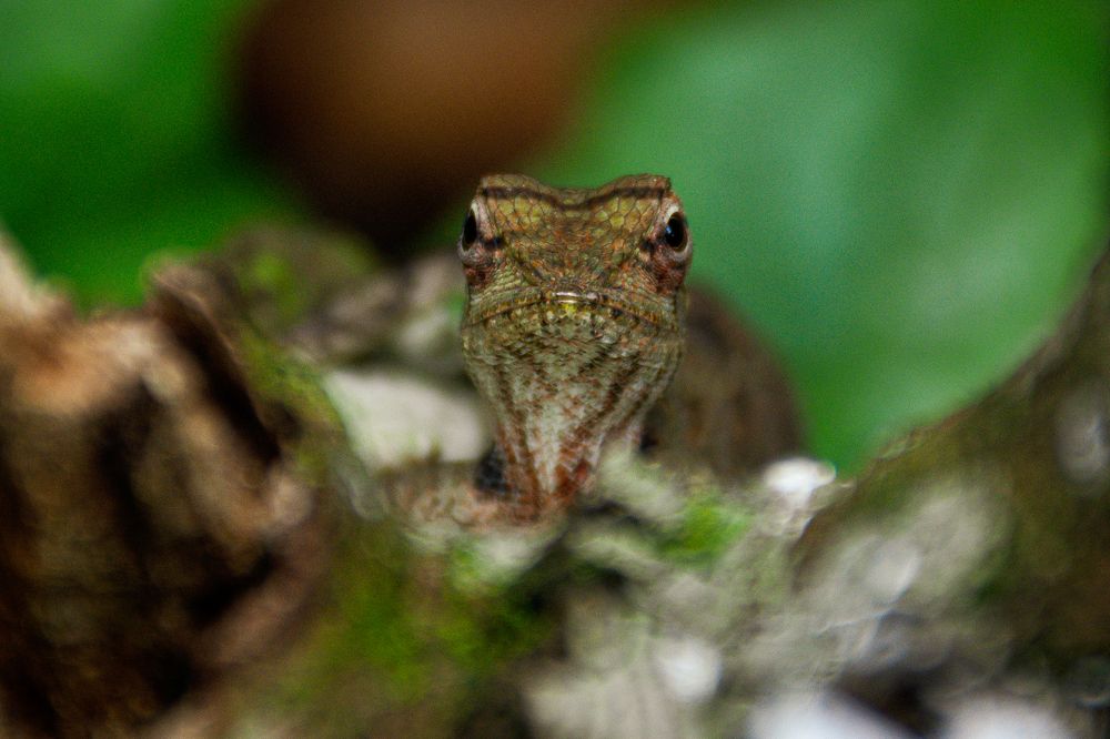 Photograph by Nidula Diluminda