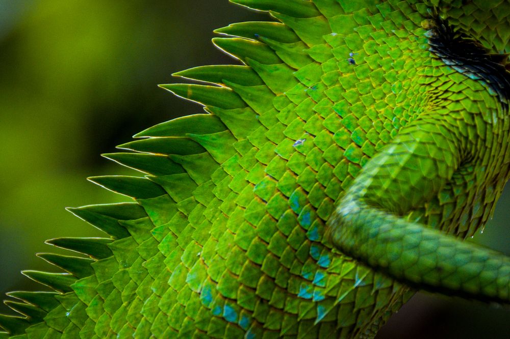 Photograph by Nidula Diluminda