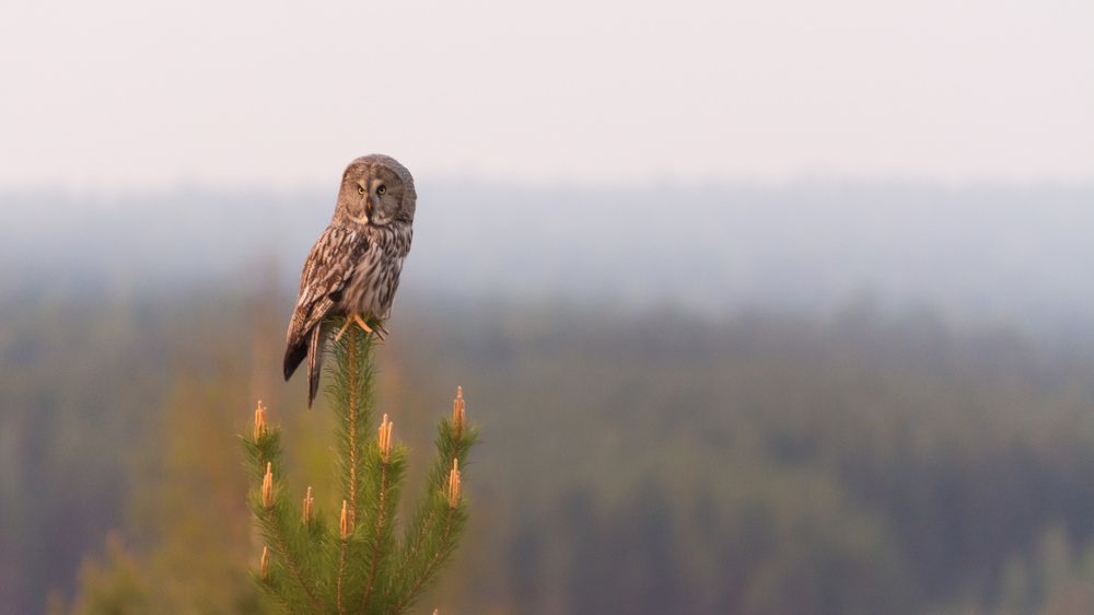 Photograph by Олег Бережных