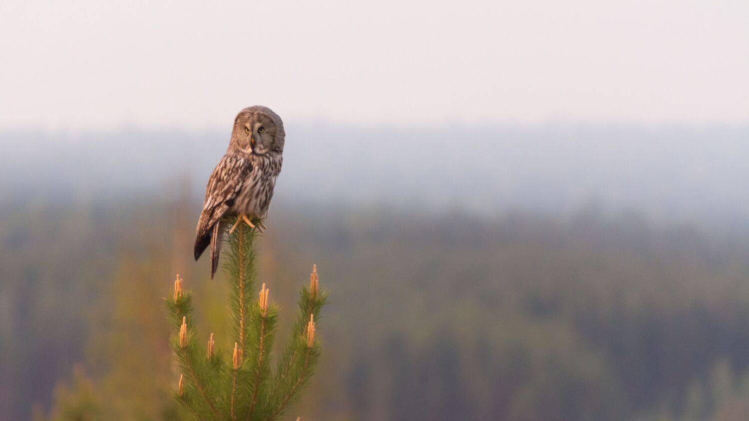 Фотография #9141112