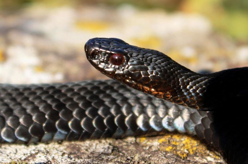 Photograph by Скорняков