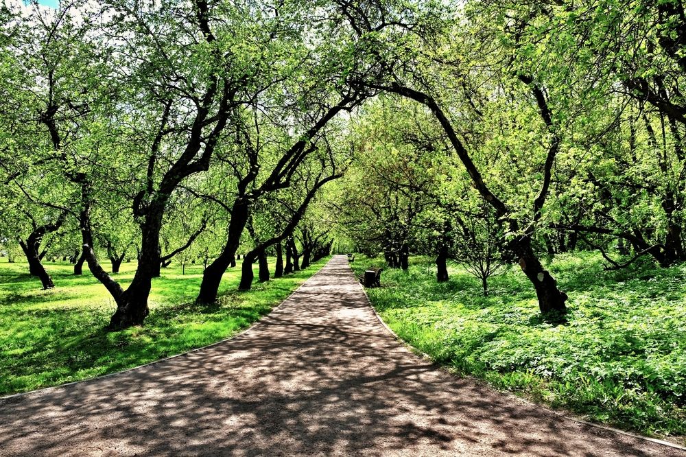 Яблоневая аллея