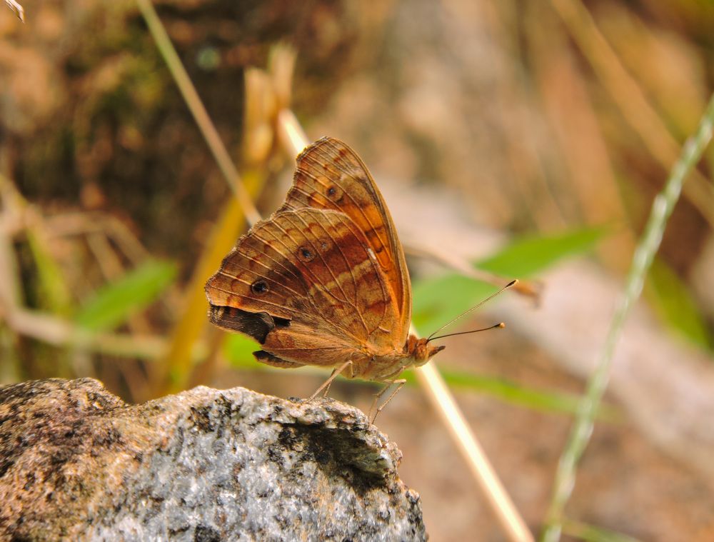 Borboleta
