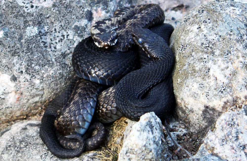 Photograph by Скорняков