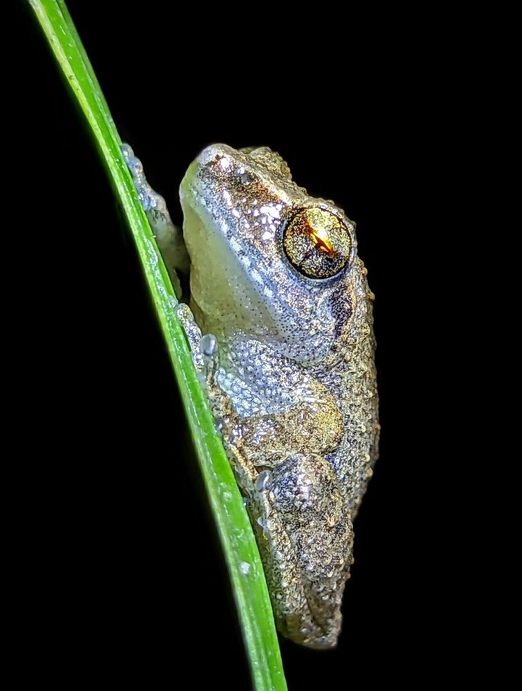 Bush frog