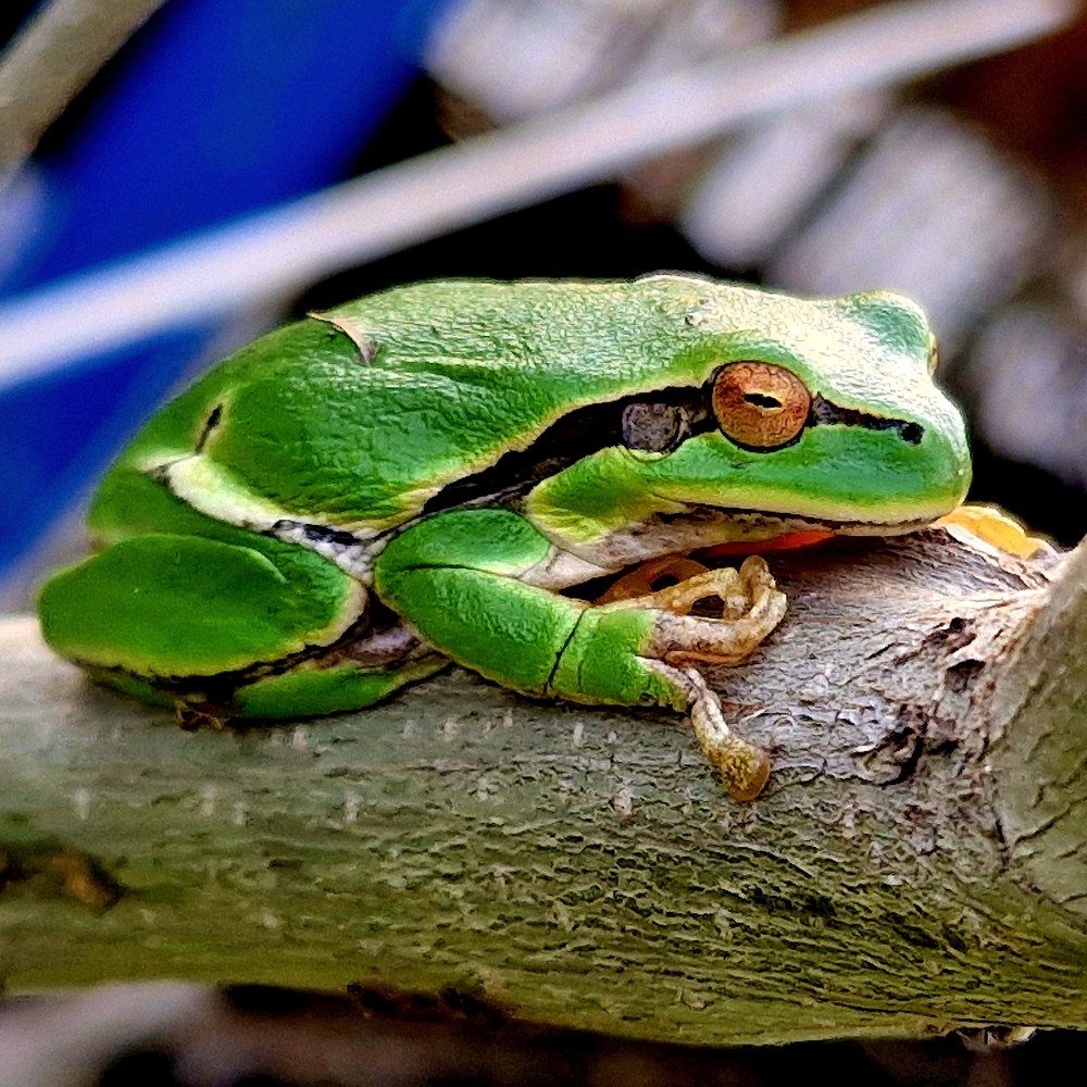 Hyla orientalis