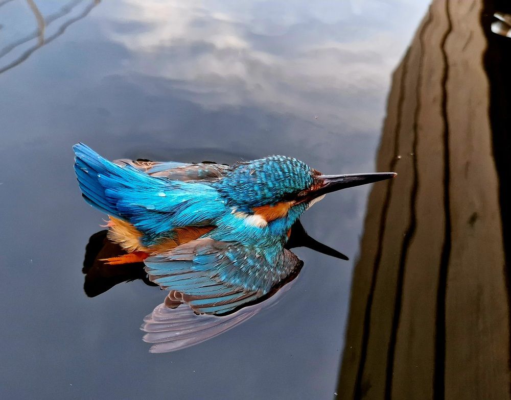 Alcedo atis exhausted