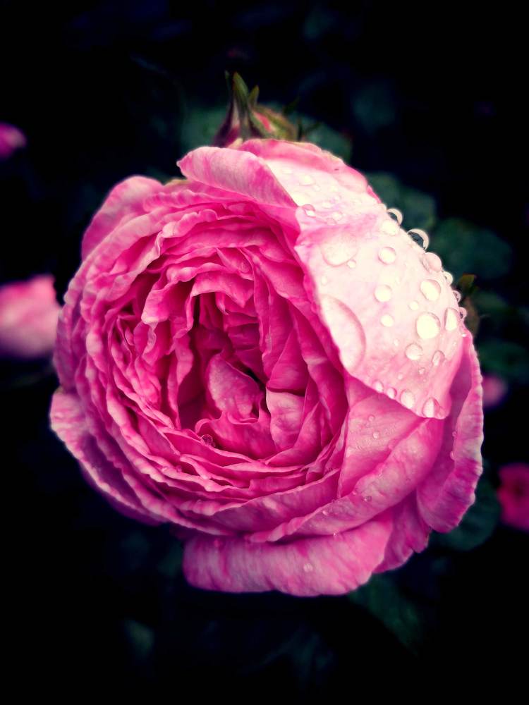 Photograph by Наталья Николаева