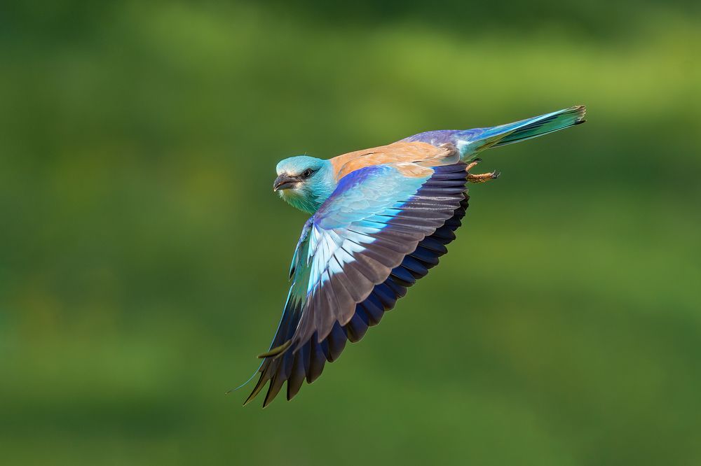 European Roller in flight