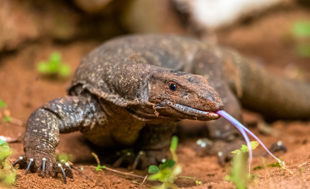 Photograph by Manoj Nair