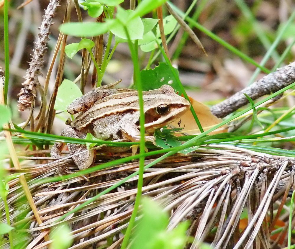 Photograph by Игорь Меньшенин