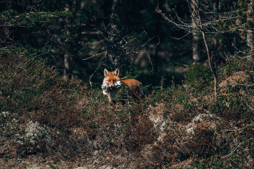 Photograph by Valentin Kolinko