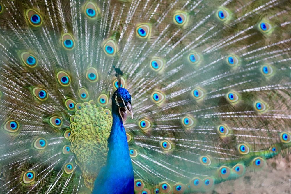 Photograph by Lucas Chagas