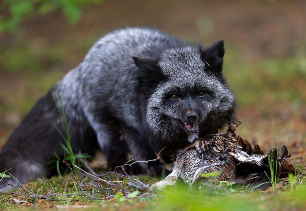 Чернобурая охотница