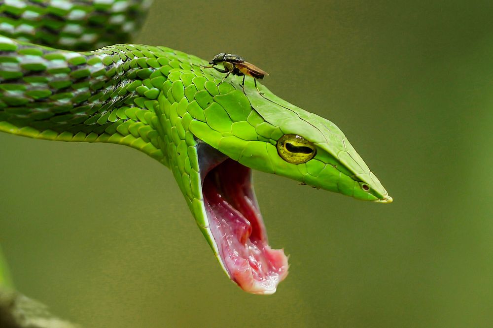 Photograph by k Ravi Reju