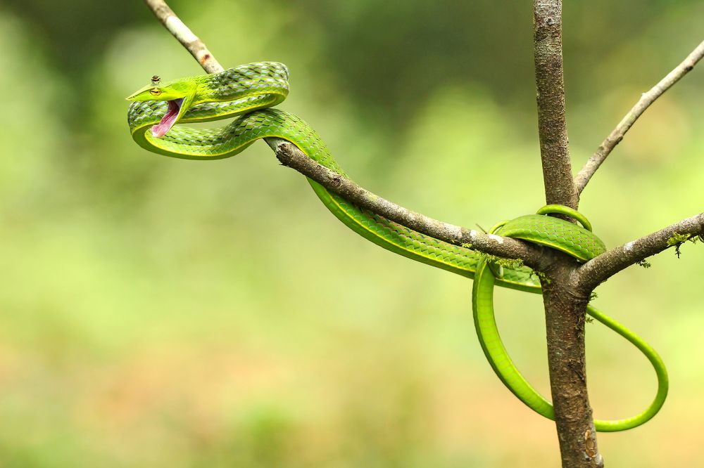 Photograph by k Ravi Reju