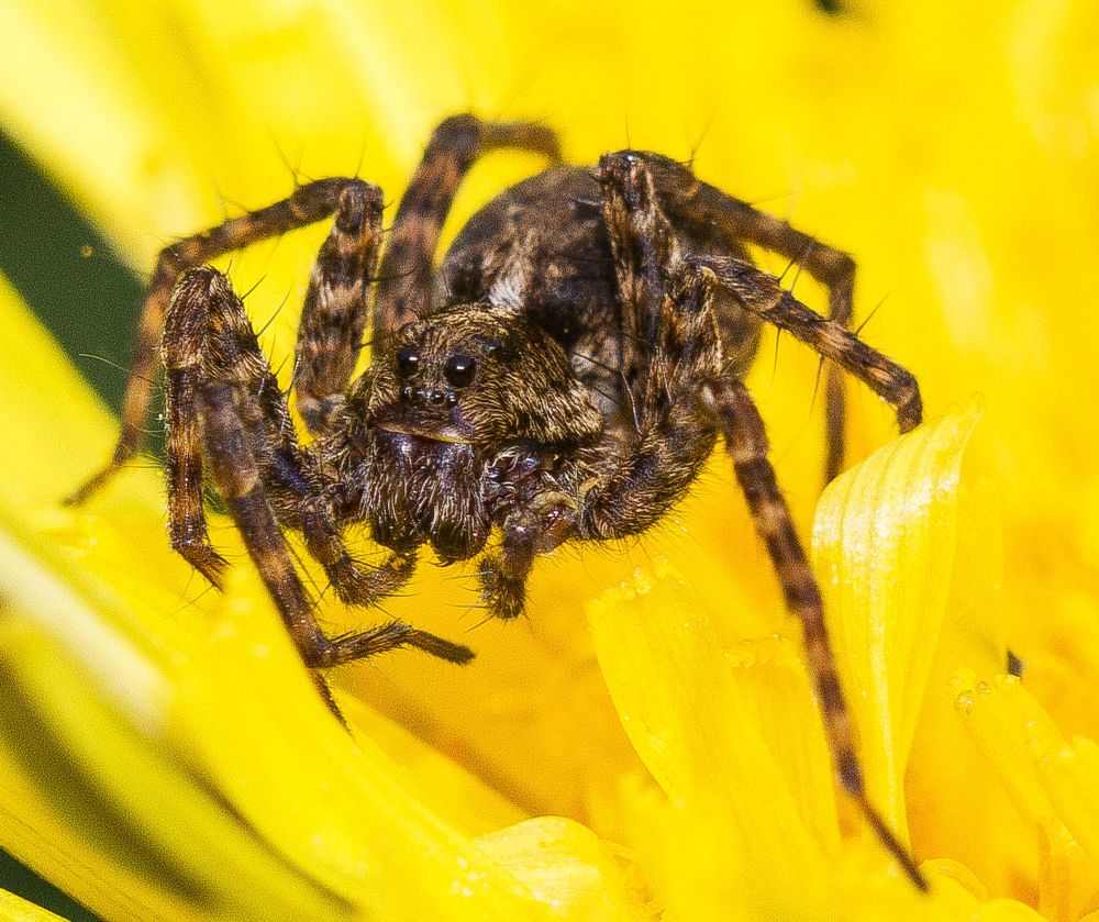 Паук на одуванчике.