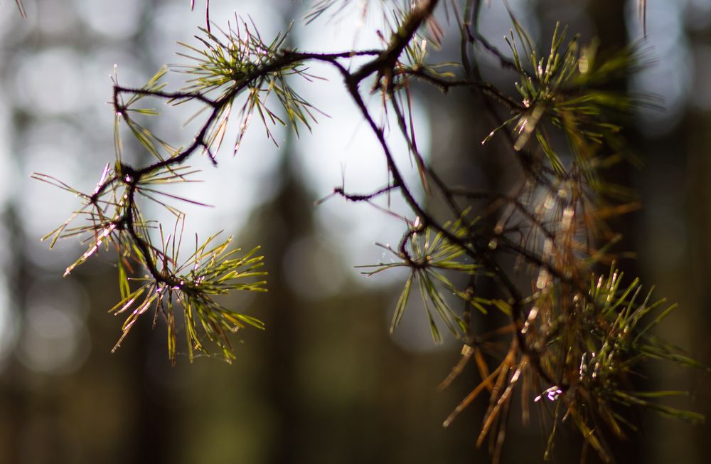 Photograph by Константин Искучеков