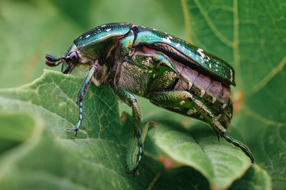 Photograph by Алтуфьев Сергей