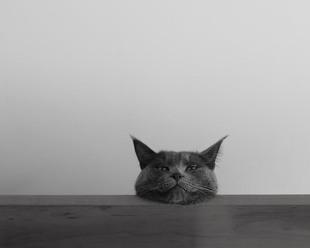 Фотография автора Ирина Мосько