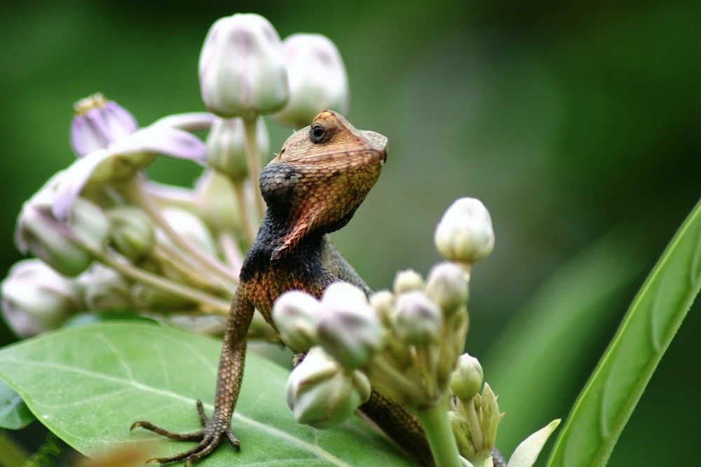 Photograph by Rajeev Sinha