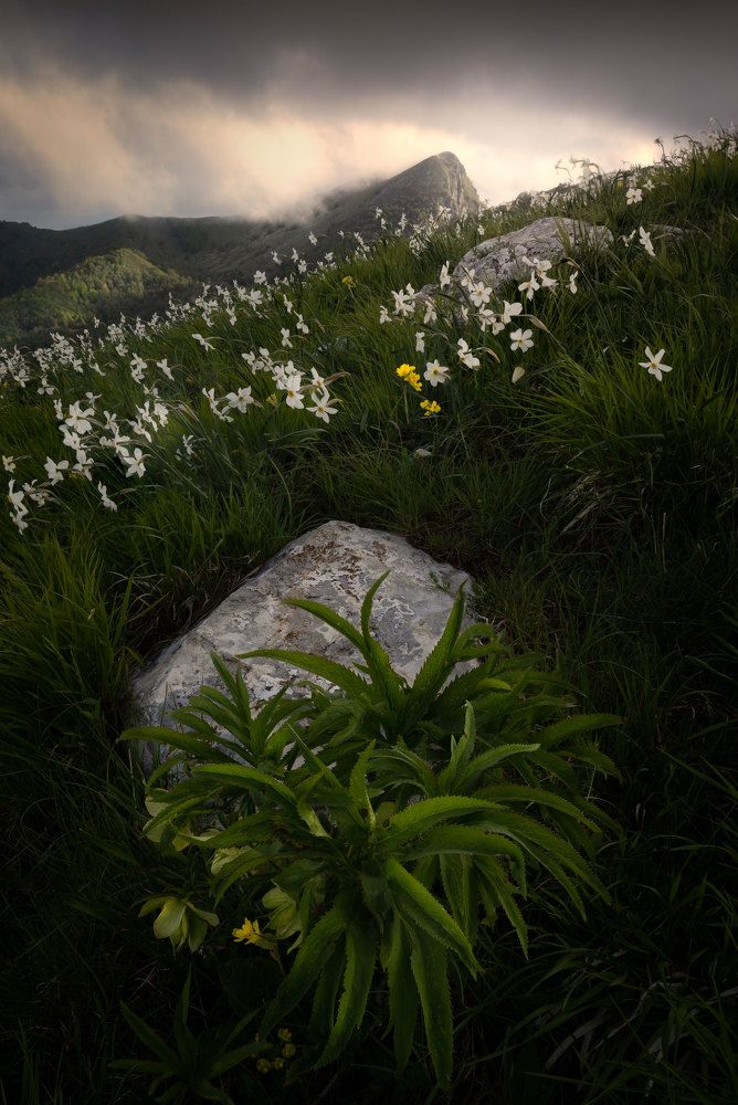 Photograph by Stefano Gelli