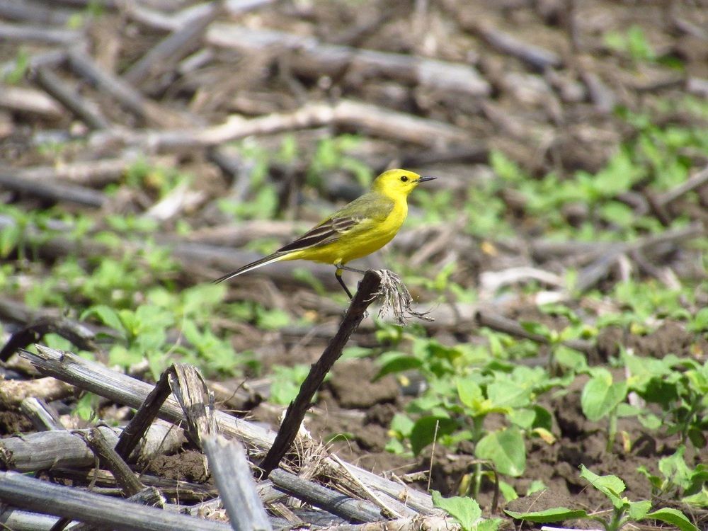 Photograph by Денис Веску